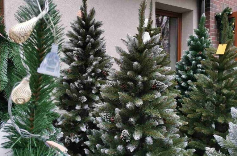 Wypożycz choinkę, pomóż zwierzętom Żywe choinki z Kielc pomagają zwierzętom ze schroniska w świątecznej akcji.