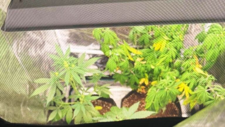 Magiczne grzyby, domowa plantacja i nastolatki w roli chemików Fot. Policja Narkotykowy „ogród” 18-latków odkryty przez kieleckich kryminalnych.