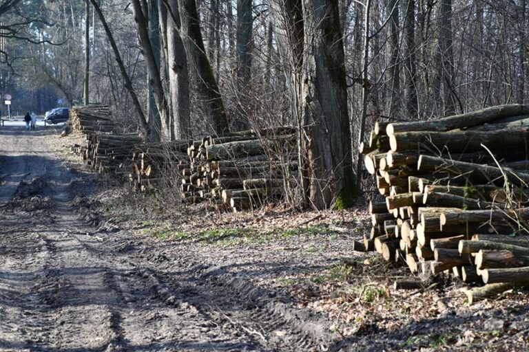 Dramatyczny wypadek w lesie pod Włoszczową. 58-letnia kobieta zginęła na miejscu.