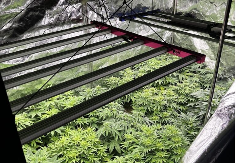 Kieleccy policjanci rozbili domową uprawę narkotyków. Padły strzały? Zabezpieczone przez kieleckich funkcjonariuszy rośliny oraz sprzęt do ich uprawy stanowią kluczowy dowód w sprawie przeciwko 30-letniemu mieszkańcowi gminy Raków.