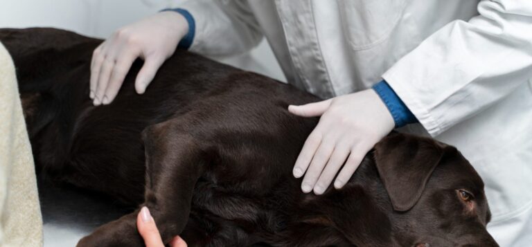 Fot.: FB/Właściciele psów i kotów w Kielcach mogą od dzisiaj składać wnioski o zwrot kosztów kastracji wraz z obowiązkowym czipowaniem zwierzęcia.