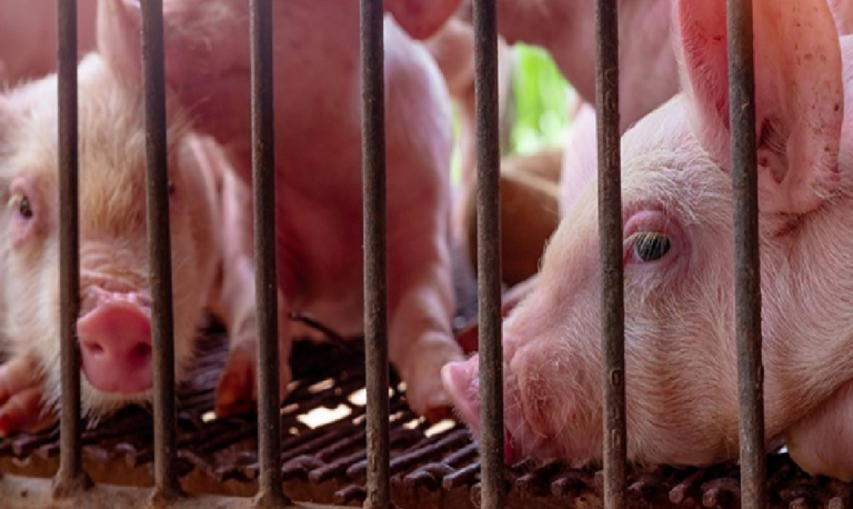 ASF w Świętokrzyskiem rozprzestrzenia się wśród dzików i budzi niepokój wśród hodowców