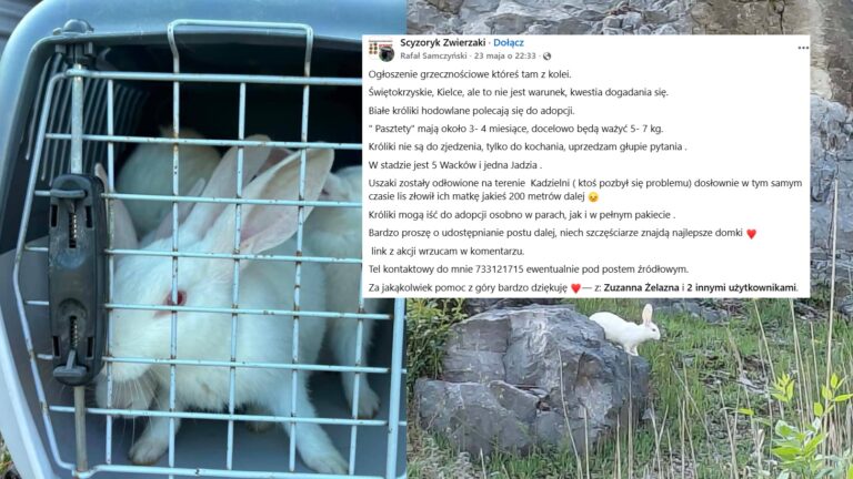 Królicza drama na Kadzielni! Łowca przerywa milczenie i uderza w ekologów! Fot.: Kadzielnia straciła swoje puszyste ozdoby, ale króliki zyskały nowe życie.