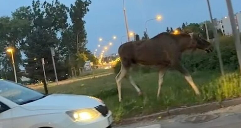Paraliż na kieleckim osiedlu. Półtonowy olbrzym wyszedł wprost pod koła samochodów Fot.: Niezwykły gość sparaliżował ruch w Kielcach